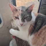 Picture of cat lost at Houston