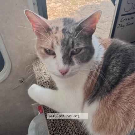 Photo 1/1 Luna Chat lost in Houston