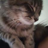 Picture of cat lost at Lakewood