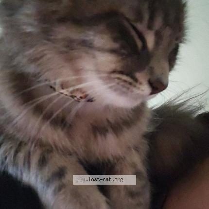 Photo 1/1 Mousie Chat lost in Lakewood