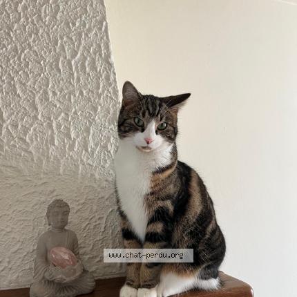 Photo 1/1 Indiana Chat lost in Mours