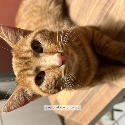 Photo 1/1 Pablo Chat lost in Perigny