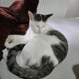 Picture of cat found at Molenbeek Saint Jean