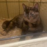 Picture of cat lost at Terrebonne