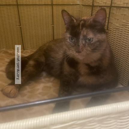 Photo 1/1 Chanel Chat lost in Terrebonne