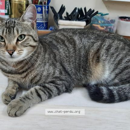 Photo 1/1 Zack Chat lost in Chassieu