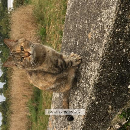 Photo 1/1 Lynxou Chat lost in Guiscriff