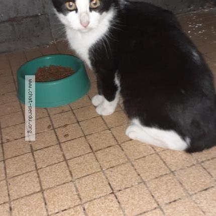 Photo 1/1 Found cat Found in Valenton
