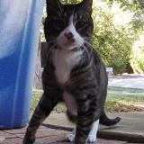 Picture of cat found at Little Elm