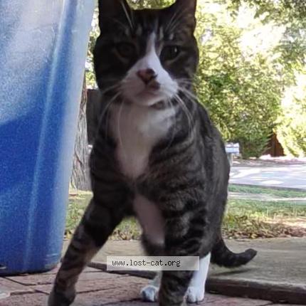 Photo 1/1 Found cat Found in Little elm