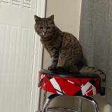 Picture of cat lost at Atlanta