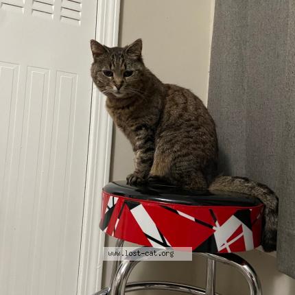 Photo 1/1 Maggie Chat lost in Atlanta