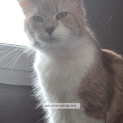 Photo 1/1 Caramel Chat lost in Saint etienne