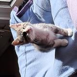 Picture of cat lost at Franqueville St Pierre