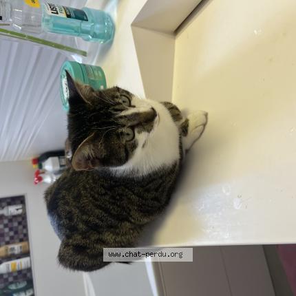 Photo 1/1 Ima Chat lost in Brie comte robert