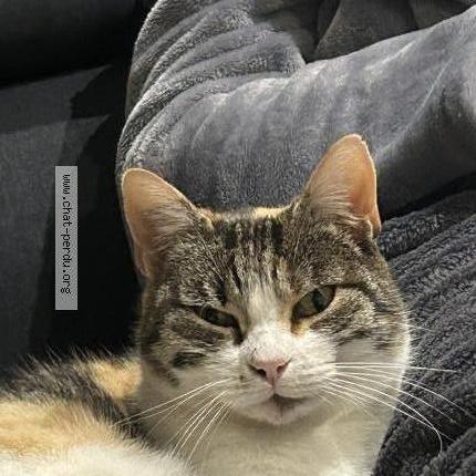 Photo 1/1 Nougatine Chat lost in Mouettes