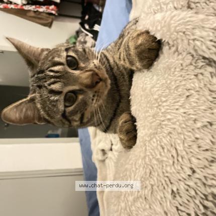 Photo 1/1 kitsune Chat lost in Nimes