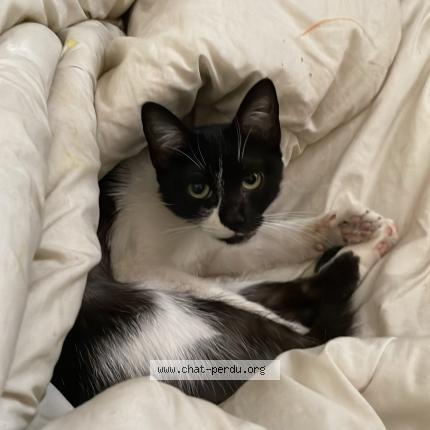 Photo 1/1 Boubi Chat lost in Gentilly