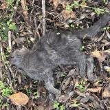 Picture of cat found at Huilly Sur Seille