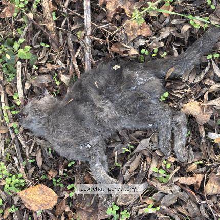 Photo 1/1 Found cat Found in Huilly sur seille