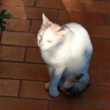 Picture of cat found at Beziers