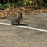 Picture of cat found at Nimes