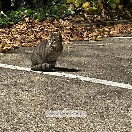 Photo 1/1 Found cat Found in Nimes