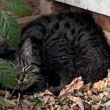 Picture of cat found at Marcq