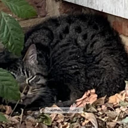 Photo 1/1 Found cat Found in Marcq