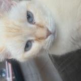 Picture of cat lost at Nimes