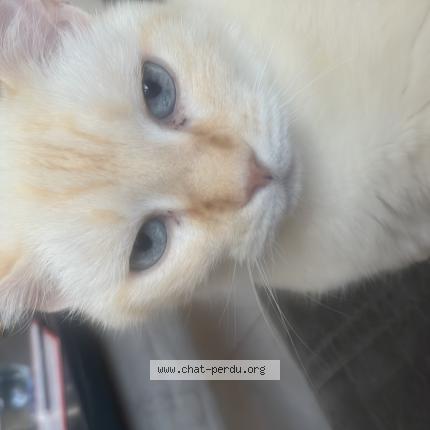 Photo 1/1 Tabou Chat lost in Nimes