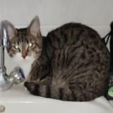 Picture of cat found at Reims