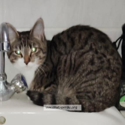 Photo 1/1 Found cat Found in Reims