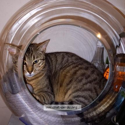 Photo 1/1 Catsby Chat lost in Verneuil sur avre