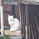 Picture of cat found at Cran Gevrier