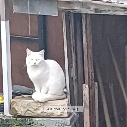 Photo 1/1 Found cat Found in Cran gevrier