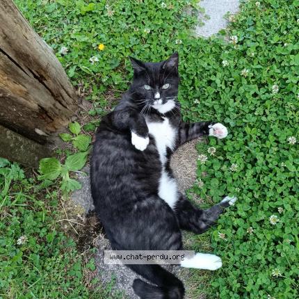 Photo 1/1 Grisette Chat lost in Marconnelle