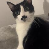 Picture of cat lost at Toulouse