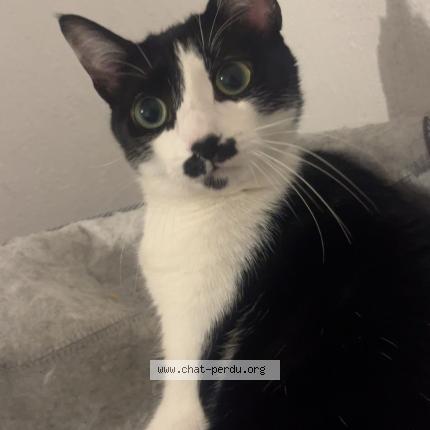 Photo 1/1 Galatea Chat lost in Toulouse