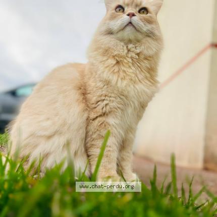 Photo 1/1 Roupettes Chat lost in Saint marguerite de l autel