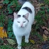 Picture of cat found at Lacrost