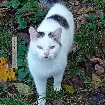 Photo 1/1 Found cat Found in Lacrost