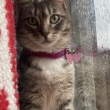 Picture of cat lost at Sacramento