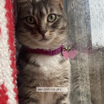 Photo 1/1 Bella Chat lost in Sacramento