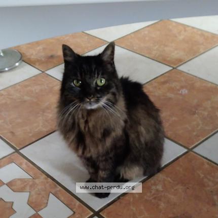 Photo 1/1 Chanel Chat lost in Pringy