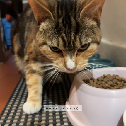 Photo 1/1 Found cat Found in Roche la moliere