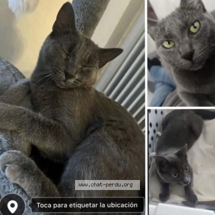 Photo 1/1 Baloo Chat lost in Dijon