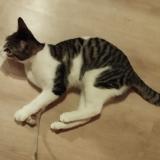 Picture of cat found at Angouleme