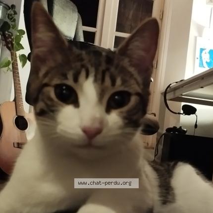 Photo 2/2 Found cat Found in Angouleme