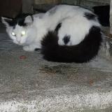 Picture of cat found at Pezenas